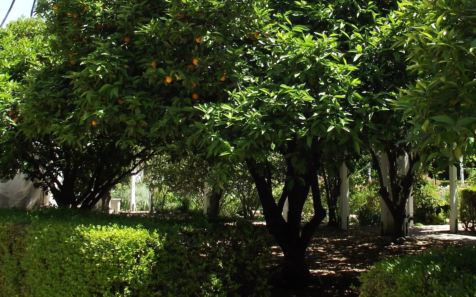 A mature Valencia orange tree with ripe fruit, photographed at the Los Angeles County Arboretum